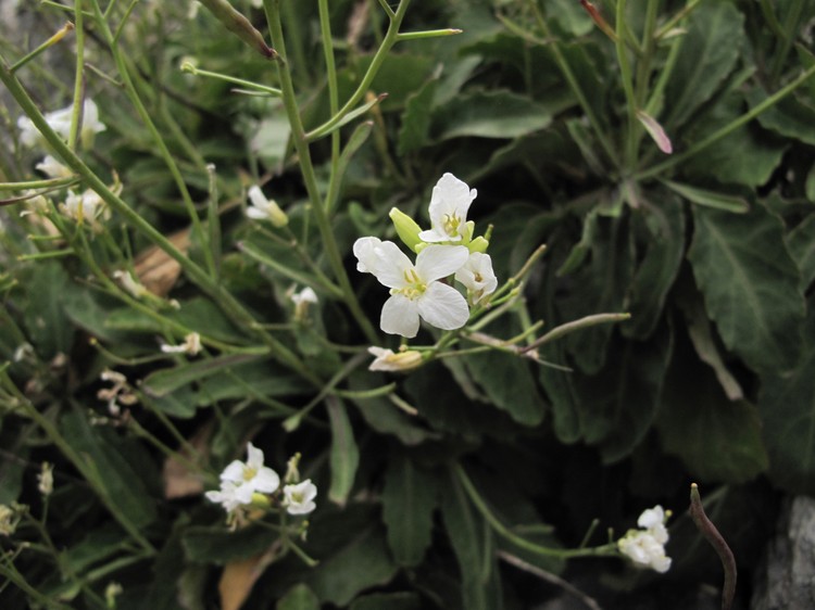 Brassica insularis